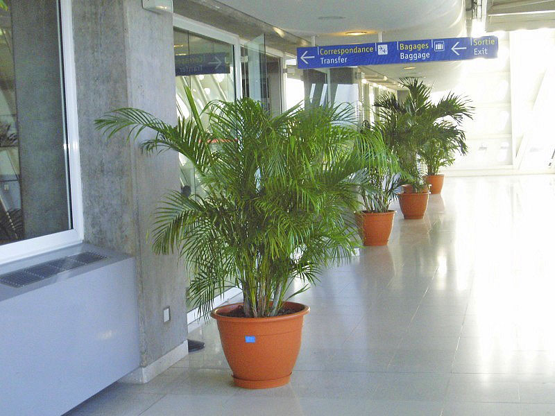 800-location-plantes-a-l-annee-jardiprest-guadeloupe.jpg