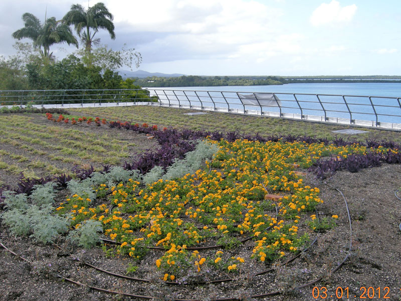 4-800-terrasse-vegetalisee-Jardiprest-Guadeloupe.jpg